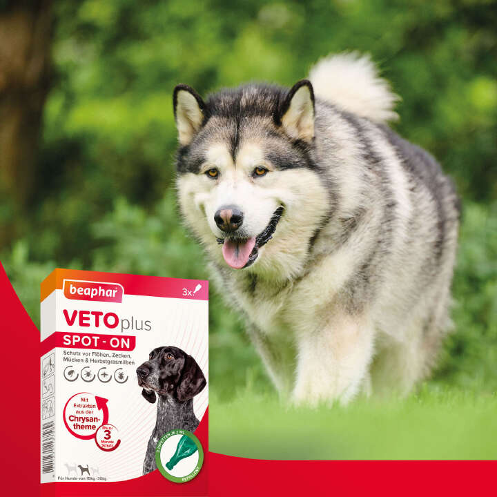 beaphar VETOplus SPOT-ON für mittelgroße Hunde (15-30 kg)